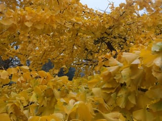 Ginkgo biloba 'Pendula' (Ginkgo) in autumn, with dense golden-yellow fan-shaped leaves on dark branches, some leaves beaded with water droplets.