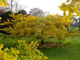 Ginkgo biloba 'Pendula' (Ginkgo) in autumn, a spreading tree with golden-yellow fan-shaped leaves and fallen leaves circling the trunk on a lawn.
