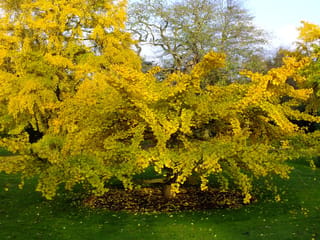 Ginkgo biloba 'Pendula' (Ginkgo) in autumn, its spreading branches covered in golden-yellow fan-shaped leaves, with fallen leaves circling the trunk on a lawn.