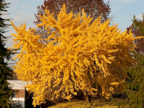 Ginkgo biloba 'Pendula'