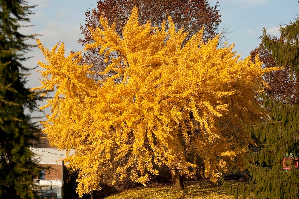 Ginkgo biloba 'Pendula' (Ginkgo) in full golden-yellow autumn foliage, with drooping branches, set against dark evergreens and a blue sky.