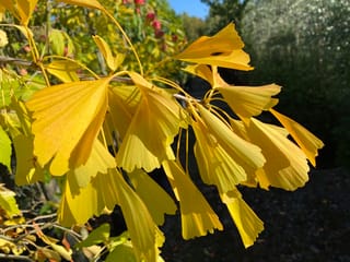 Ginkgo biloba 'Saratoga' (ginkgo) branch with fan-shaped golden yellow autumn leaves hanging on long stalks, in sunlight at a nursery.