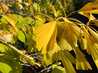 Ginkgo biloba 'Saratoga' (ginkgo) branch with fan-shaped golden yellow autumn leaves on long slender stalks, against green foliage in sunlight.
