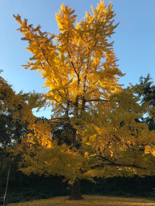 Ginkgo biloba 'Saratoga' (ginkgo), a large tree with golden yellow autumn foliage lit by low sun, against a clear blue sky in a park.