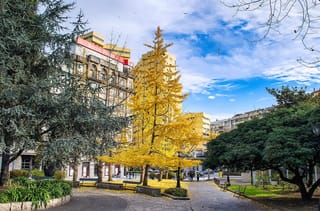 Ginkgo biloba 'Saratoga' (Ginkgo), an upright tree in golden-yellow autumn colour in a city park, beside blue-green conifers, benches and apartment buildings.