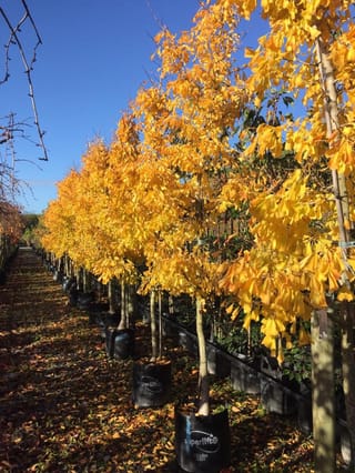 Ginkgo biloba 'Saratoga' (Ginkgo) in golden yellow autumn foliage, a row of staked young trees in black planter bags under blue sky.