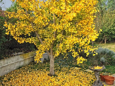 Ginkgo biloba 'Saratoga'