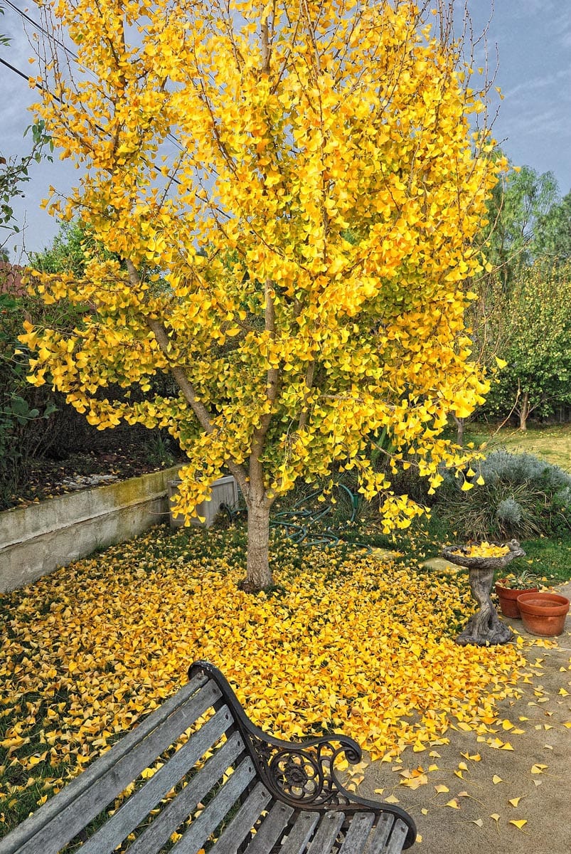 Ginkgo biloba 'Saratoga' (ginkgo) in autumn, its crown covered in golden yellow fan-shaped leaves, with fallen leaves carpeting the ground beside a bench and birdbath.