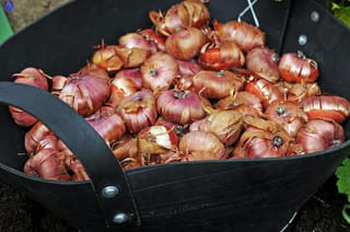 Gladiolus (mixed) Sword Lily corms, round with papery pink-brown skins, heaped in a black rubber basket with riveted handles on dark soil.