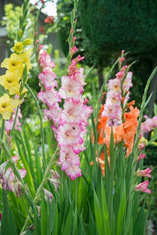 Gladiolus (mixed), Sword Lily, with tall flower spikes in yellow, pink with ruffled white edges and apricot-orange, set among upright green leaves in a garden.