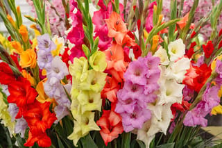 Gladiolus (mixed), Sword Lily, with tall flower spikes in red, orange, pink, lilac, white and pale yellow-green, packed together in a bright display.