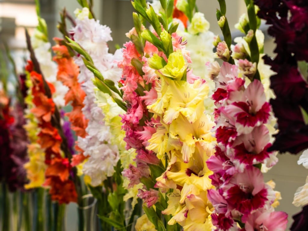 Gladiolus (mixed), Sword Lily, cut flower spikes in yellow, pink, white, orange and deep burgundy with ruffled blooms and green buds, standing in a row.