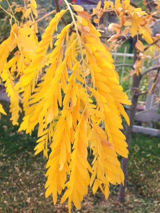 Gleditsia triacanthos var. inermis 'Emerald Cascade' (Honey Locust) with drooping golden-yellow autumn pinnate leaves hanging from a slender trunk above a lawn.