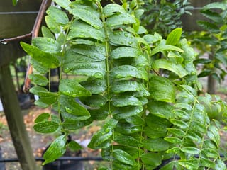 Gleditsia triacanthos var. inermis 'Emerald Cascade' (Honey Locust) with drooping pinnate green leaves covered in raindrops, set in a nursery beside a wooden post.