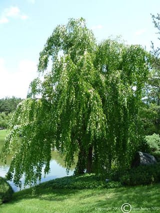 Gleditsia triacanthos var. inermis 'Emerald Cascade' (Honey Locust), a weeping tree with cascading green foliage, growing on a lawn beside a pond.