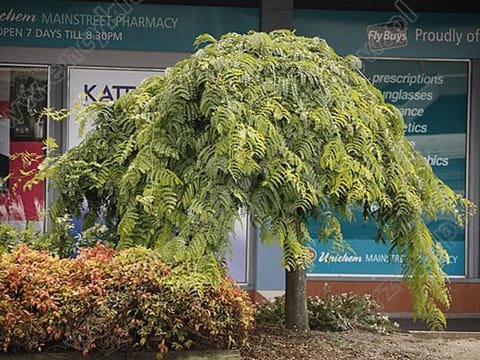 Gleditsia triacanthos var. inermis 'Emerald Cascade'