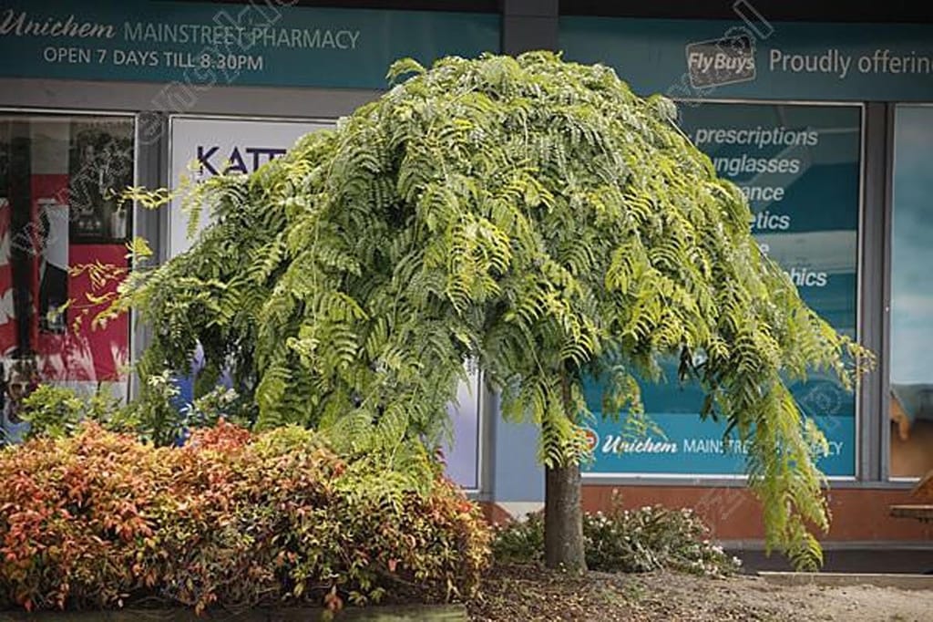 Gleditsia triacanthos var. inermis 'Emerald Cascade' (Honey Locust), a small weeping tree with a single trunk and cascading green pinnate foliage, planted in front of shopfronts.