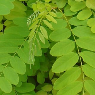 Gleditsia triacanthos var. inermis 'Limelight' (Honey Locust) foliage, close-up of bright lime-green pinnate leaves with oval leaflets along slender arching stems.