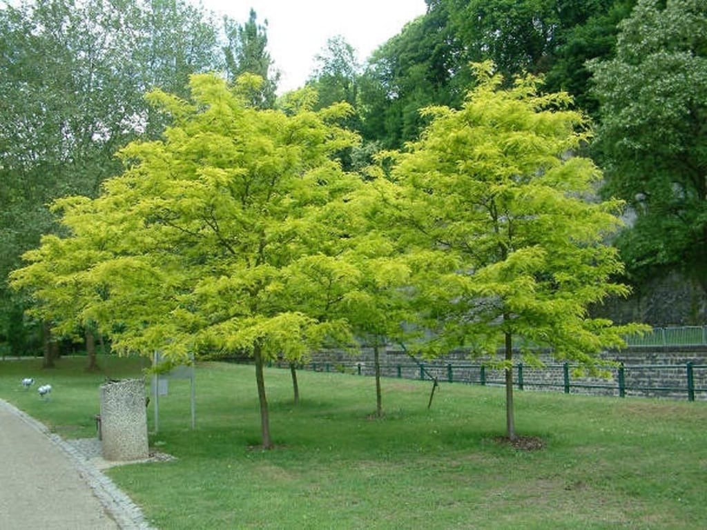 Gleditsia triacanthos var. inermis 'Limelight' (Honey Locust), young trees with bright yellow-green foliage and slender trunks growing on a lawn beside a path.