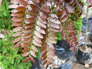 Gleditsia triacanthos var. inermis 'Ruby Lace' (Honey Locust) foliage close-up, with small bronze-red leaflets along slender pinnate stems and potted plants blurred behind.