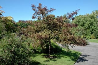 Gleditsia triacanthos var. inermis 'Ruby Lace' (Honey Locust), a small tree with a slender trunk and bronze-red foliage, on a lawn beside a path.