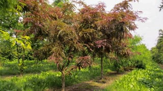 Gleditsia triacanthos var. inermis 'Ruby Lace' (Honey Locust) trees with finely divided bronze-red foliage, growing in rows of grass at a nursery.