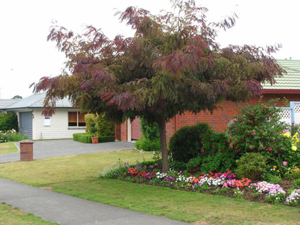 Gleditsia triacanthos var. inermis 'Ruby Lace' (Honey Locust) as a small street tree with purple-red and green feathery foliage, beside a flower bed on a suburban lawn.