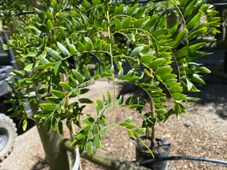 Gleditsia triacanthos var. inermis 'Skyline' (Honey Locust) with arching pinnate leaves of small glossy green leaflets, growing in a nursery pot on gravel.