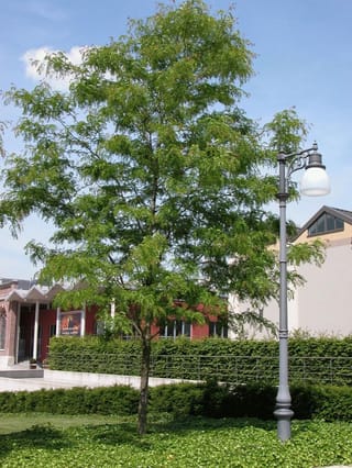 Gleditsia triacanthos var. inermis 'Skyline' (Honey Locust), a young tree with a single trunk and airy, fine green foliage, beside a street lamp, hedges and buildings.