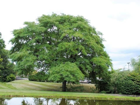 Gleditsia triacanthos var. inermis 'Skyline'