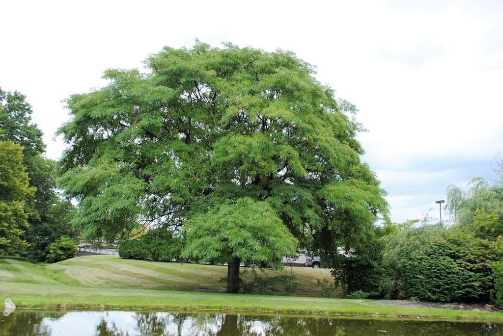 Gleditsia triacanthos var. inermis 'Skyline' (Honey Locust), a mature tree with a broad rounded canopy of fine green foliage, beside a pond and mown lawn.