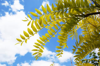 Gleditsia triacanthos var. inermis 'Sunburst' (Honey Locust) with golden-yellow compound leaves on arching branches, seen from below against a blue sky and white clouds.