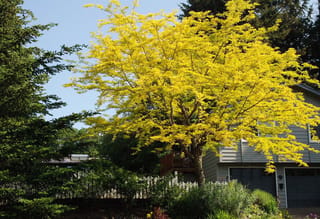 Gleditsia triacanthos var. inermis 'Sunburst' (Honey Locust) with bright golden-yellow foliage and a spreading canopy, beside a grey house and dark conifers.