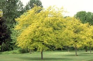 Gleditsia triacanthos var. inermis 'Sunburst' (Honey Locust) with golden-yellow foliage and a rounded canopy, growing on a lawn beside darker green trees.