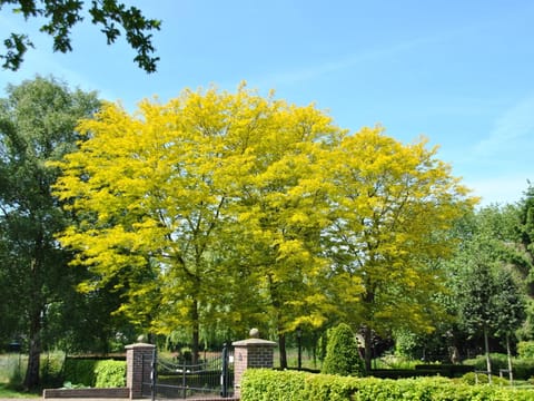 Gleditsia triacanthos var. inermis 'Sunburst'