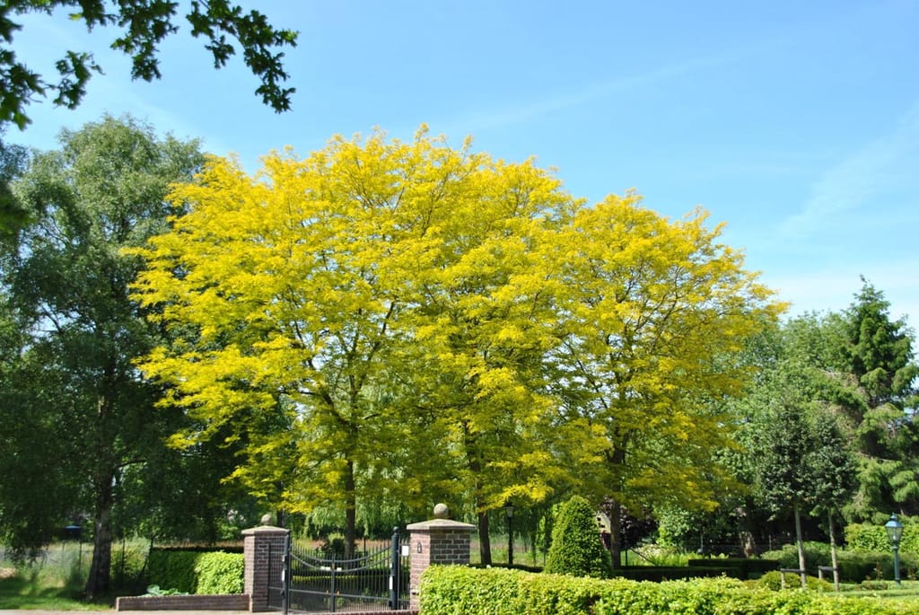 Gleditsia triacanthos var. inermis 'Sunburst' (Honey Locust) with bright golden-yellow foliage and a spreading canopy, beside brick gateposts and clipped hedges under blue sky.
