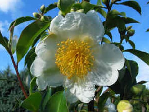 Gordonia yunnanensis 'Moonlight Magic'