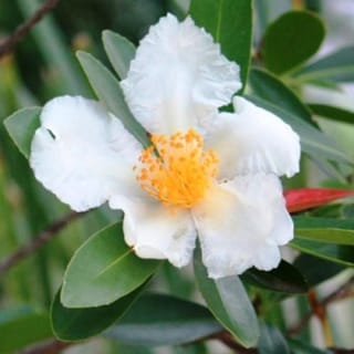 Gordonia yunnanensis 'Red Tips' (Fried Egg Tree) flower with ruffled white petals and a yellow-orange stamen centre, among glossy green leaves and a red new leaf.