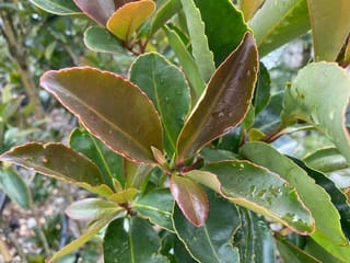 Gordonia yunnanensis 'Red Tips' (Fried Egg Tree), close-up of glossy green leaves with red-pink edges and bronze new growth, dotted with water droplets.