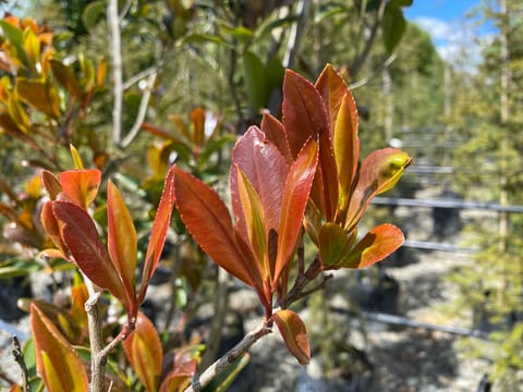 Gordonia yunnanensis 'Red Tips'