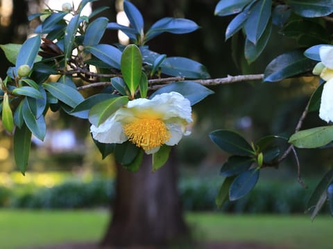 Gordonia yunnanensis