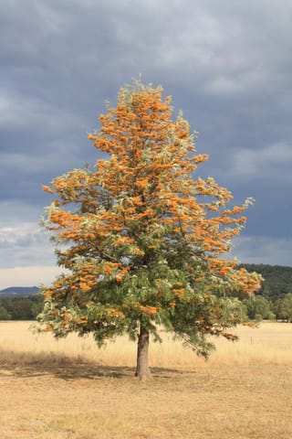 Grevillea robusta (Silky Oak) standing alone in a dry golden paddock, its conical crown covered in orange flower clusters against a stormy grey sky.