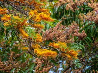 Grevillea robusta (Silky Oak) branches with golden orange flower clusters and fern-like green foliage, with browning spent flowers and leaves behind.