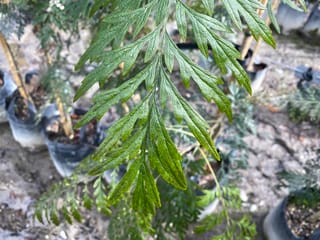 Grevillea robusta (Silky Oak) close-up of a deeply lobed, fern-like green leaf, with potted young plants on bare ground behind.
