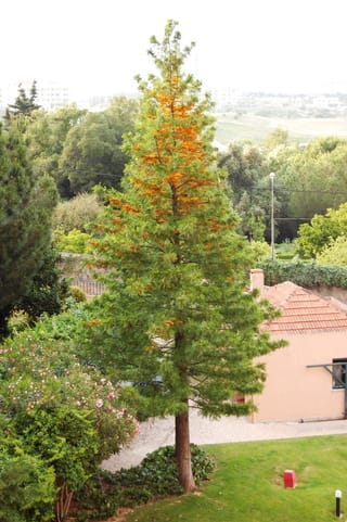 Grevillea robusta (Silky Oak), a tall conical tree with fern-like green foliage and orange flower clusters near the top, beside a lawn and pink building.