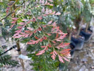 Grevillea robusta (Silky Oak) frond with deeply divided, fern-like leaves flushed red-pink, with potted young trees blurred in the background.