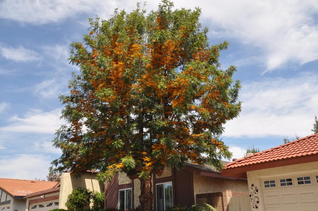 Grevillea robusta (Silky Oak) in full flower, a tall tree with green fern-like foliage and orange flower clusters beside suburban houses under a blue sky.