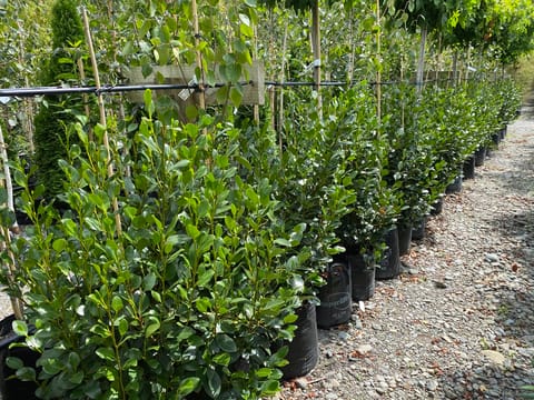 Griselinia littoralis 'Ardmore Emerald'
