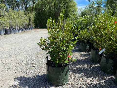 Griselinia littoralis 'Canterbury'