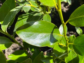 Griselinia littoralis 'Gecko Green' (kāpuka), close-up of glossy, oval, bright green leaves on pale green stems in sunlight, with dark soil behind.